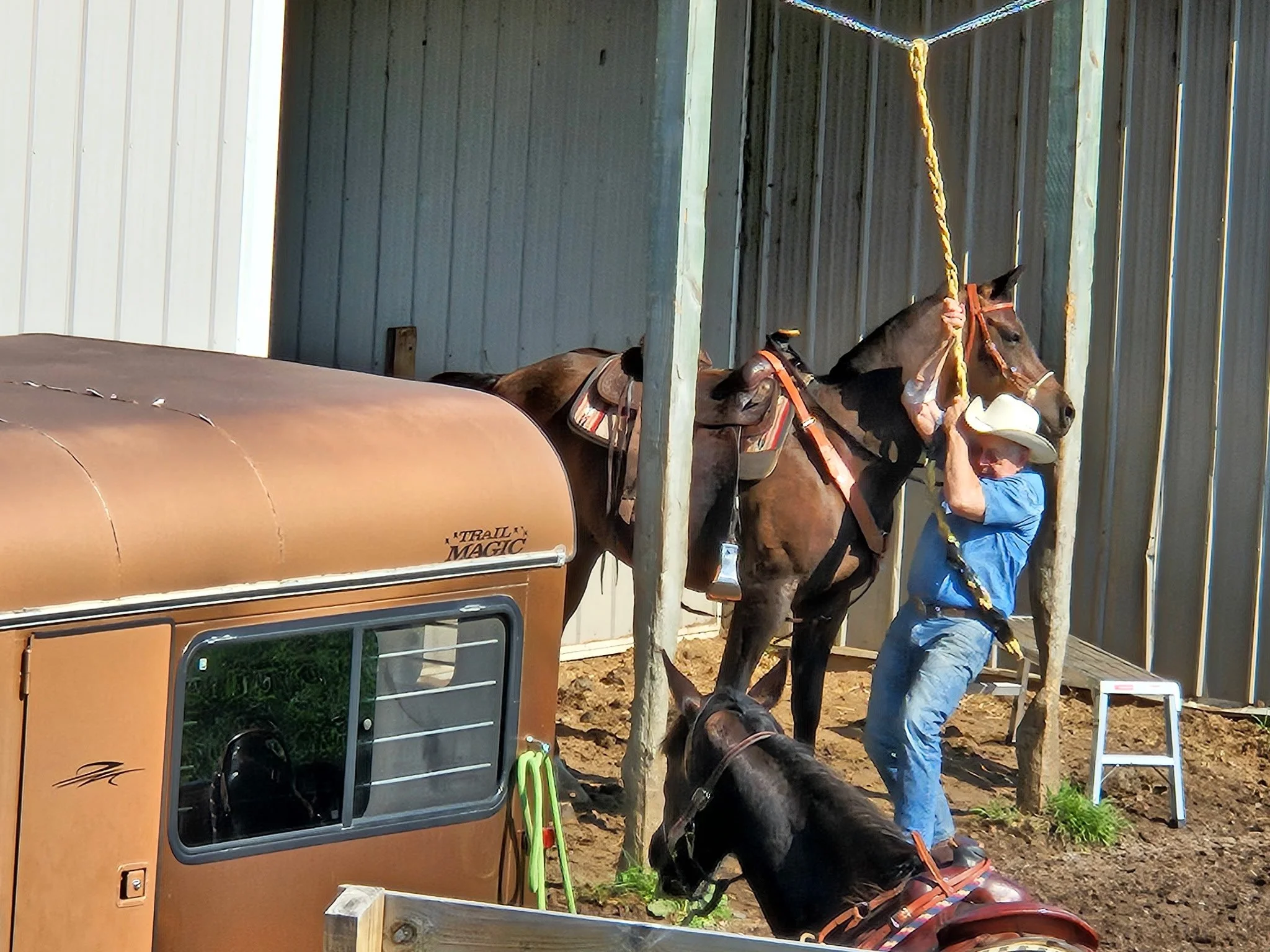 A man wearing a cowboy hat and blue shirt preparing a horse for riding in a corral, with a horse tied to a post and a trailer nearby.