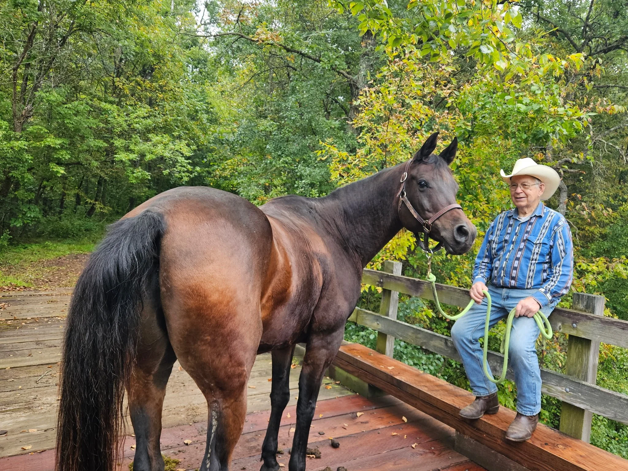 An elderly man wearing a cowboy hat, glasses, a blue striped shirt, and jeans is sitting on a wooden park bench holding a green lead rope. A brown horse with a black mane and tail is standing next to him on a wooden bridge, surrounded by green trees.