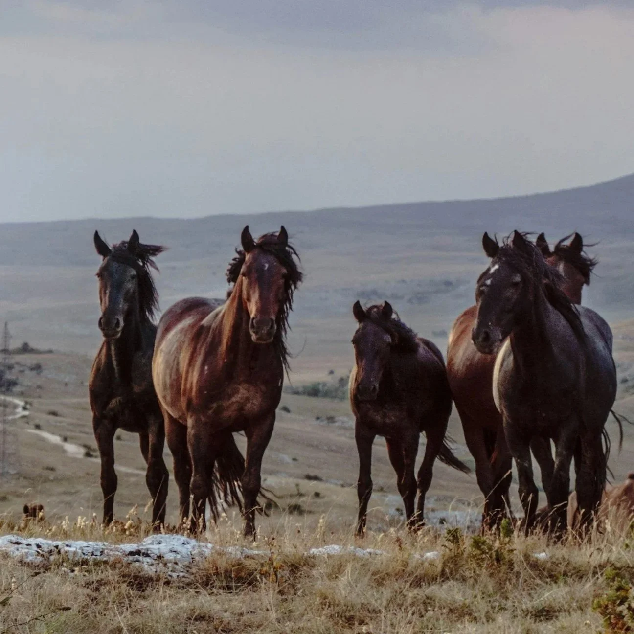 A group of wild horses standing on a grassy plain with mountains in the background.