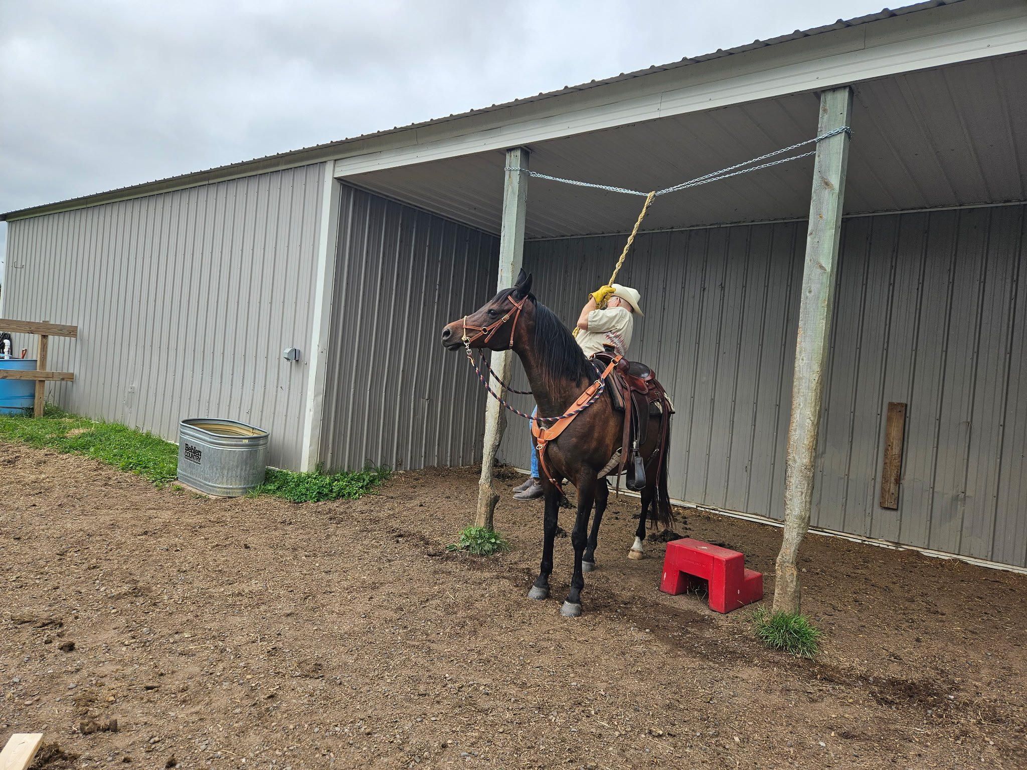 Person in a cowboy hat giving a horse a bath under a metal shelter, with a red step stool nearby and a blue water trough in the background.