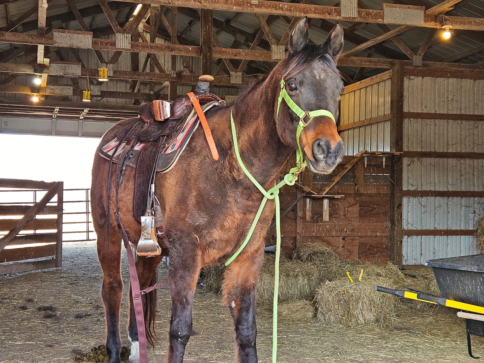 A brown horse with a green halter stands inside a barn, equipped with a saddle and riding gear.