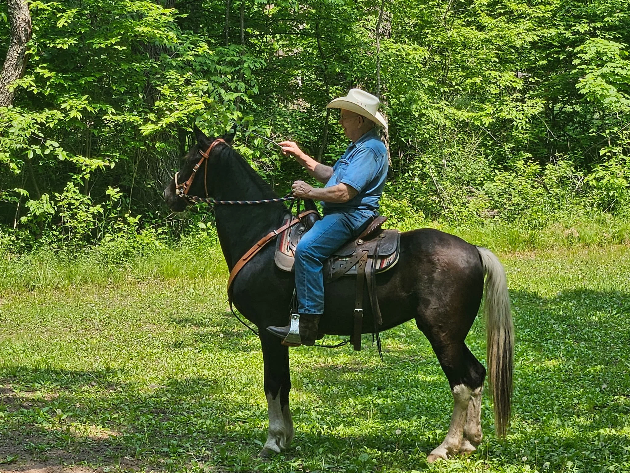 An older man wearing a wide-brimmed hat and blue shirt, riding a black and white horse in a green, forested area, holding the horse's reins with one hand and a smartphone with the other.