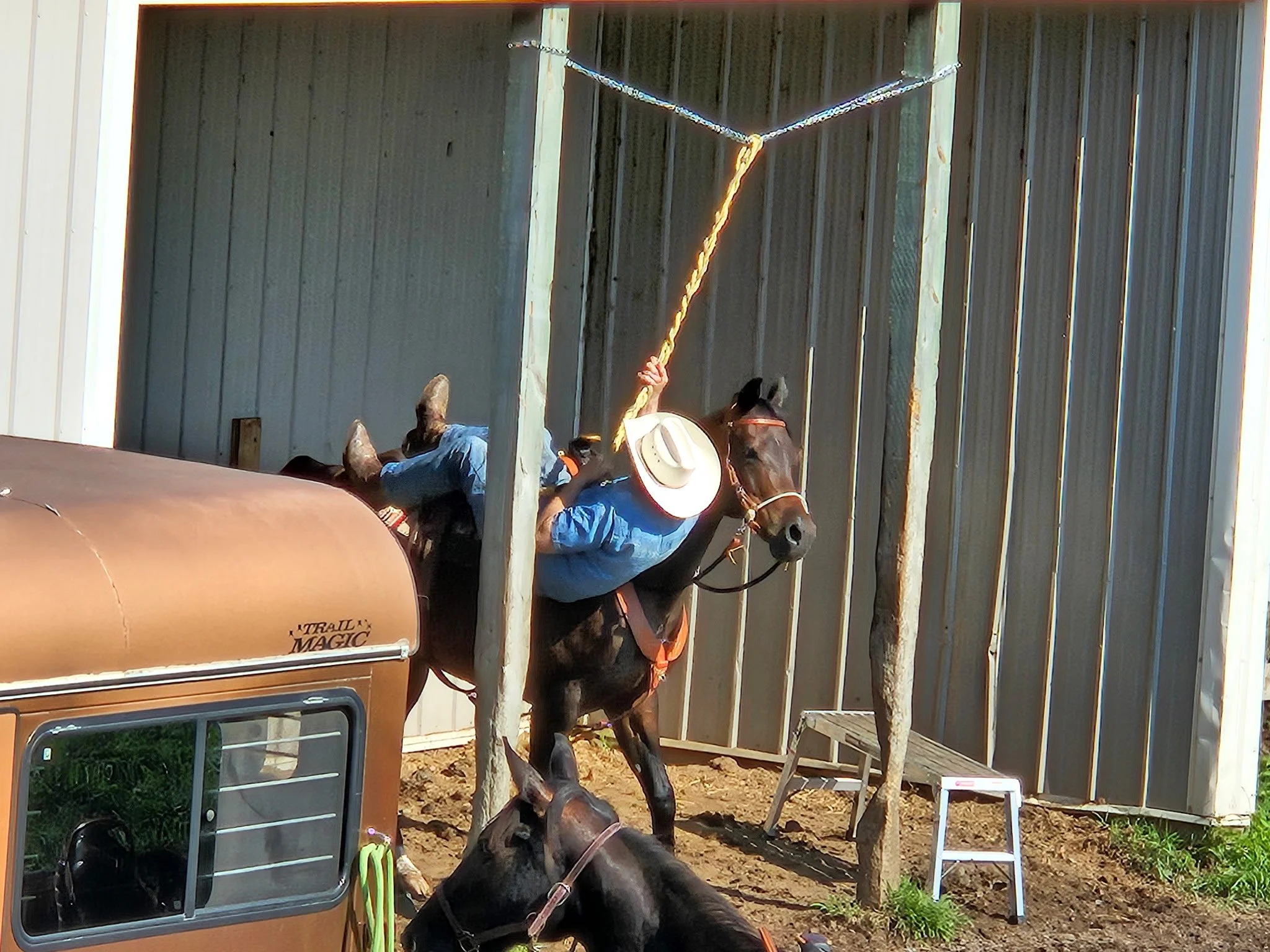 A man in a blue shirt and jeans being bucked off a bucking horse during a rodeo event, with the horse against a metal-paneled wall and a small step ladder nearby.