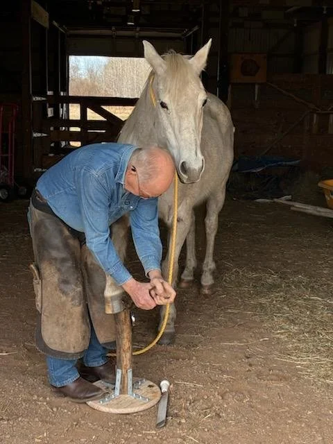 A man with a bald head wearing a blue shirt and brown apron is holding a hammer and working on a horseshoe in a stable. A white horse is standing nearby.