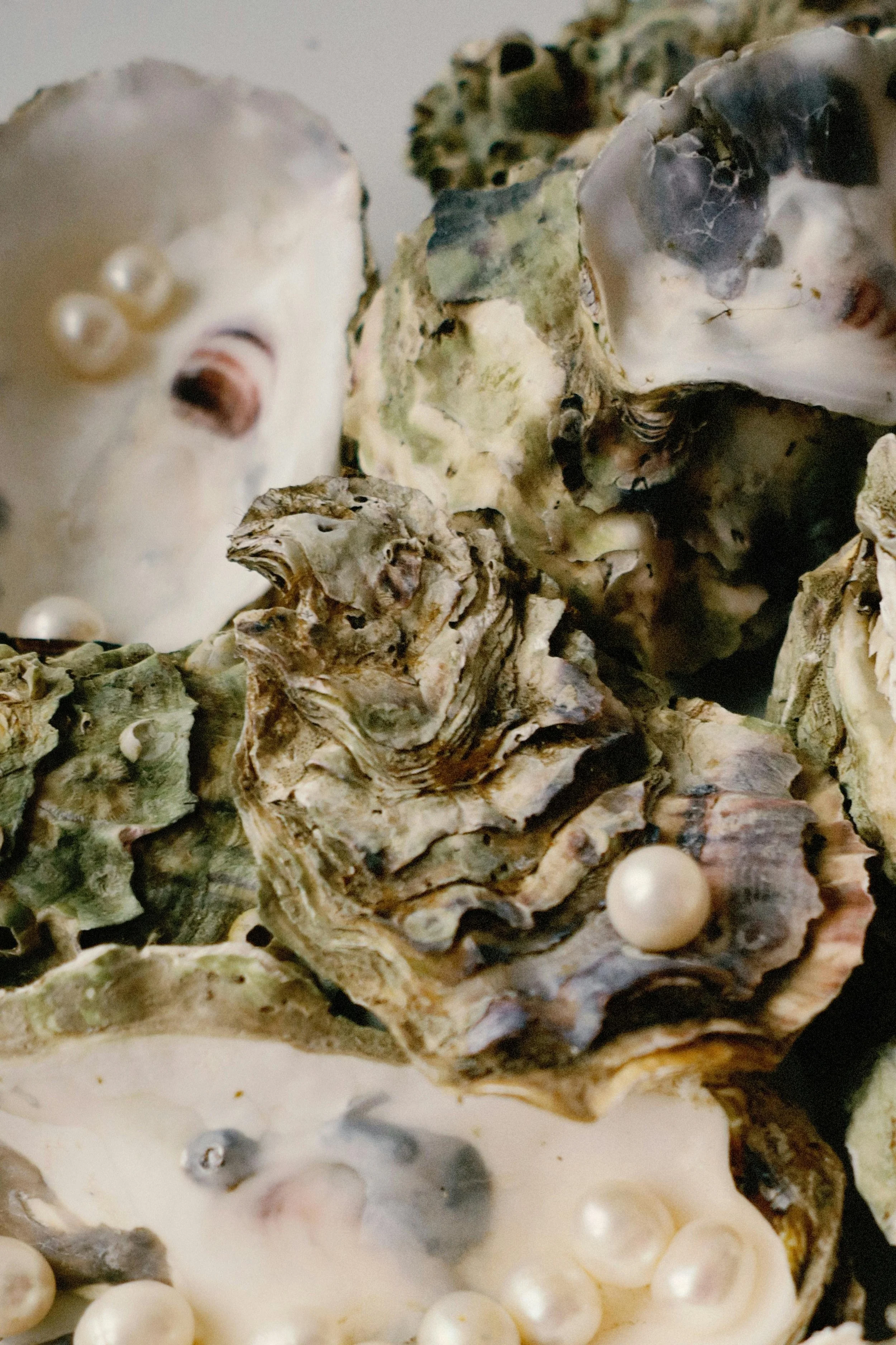 Close-up of various oysters, some open with pearls inside, showcasing their textured shells and iridescent interior.