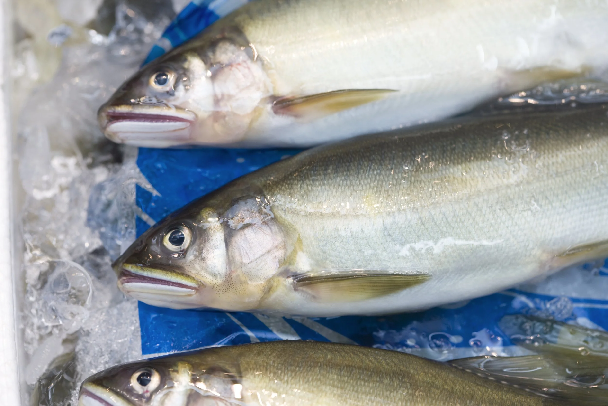 Three fresh fish laid on ice with one fish overlapping another, displaying their heads and bodies.