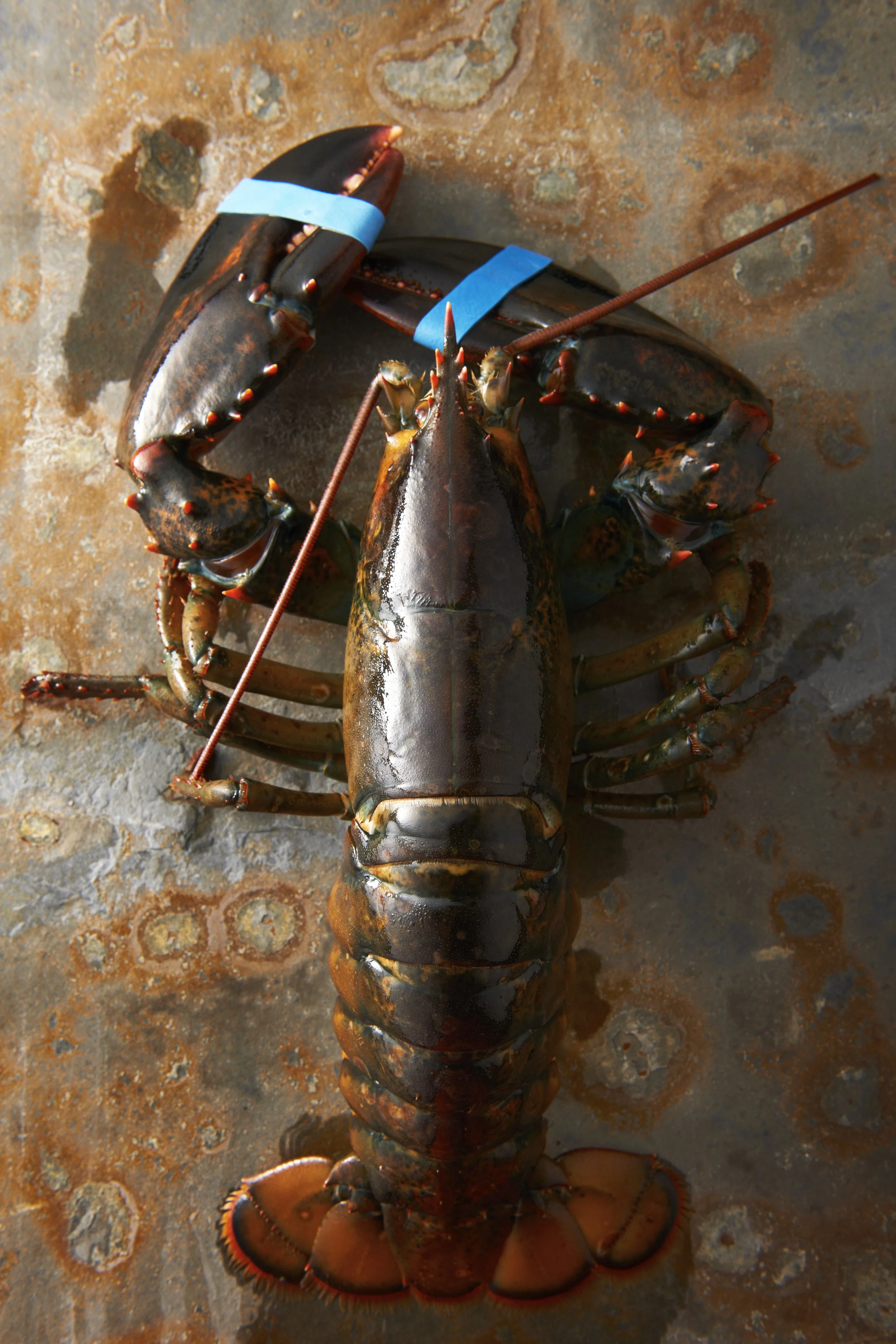 A live lobster with blue rubber bands on its claws, lying on a rusty metallic surface.