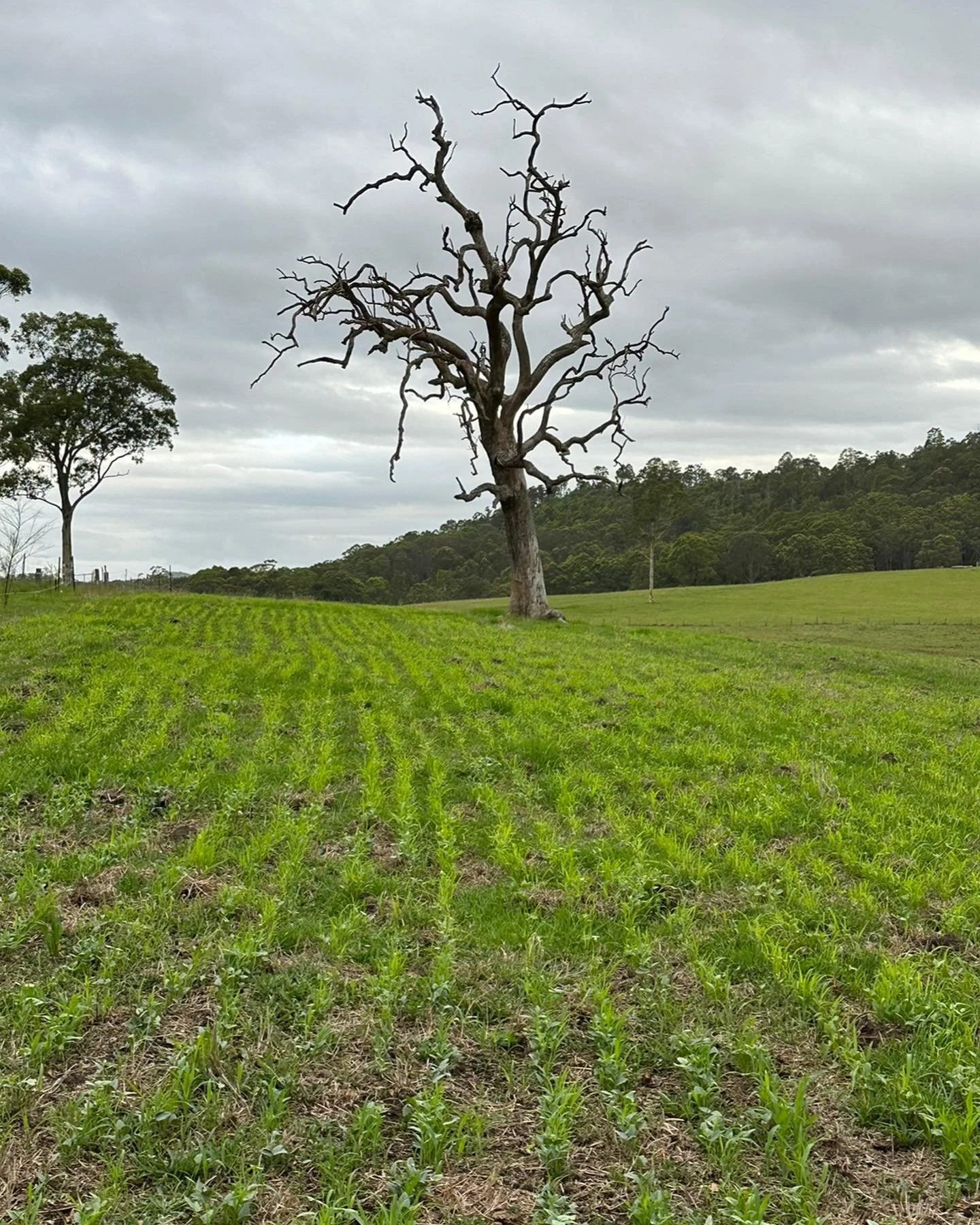 Seeding_Pasture_BH.jpg