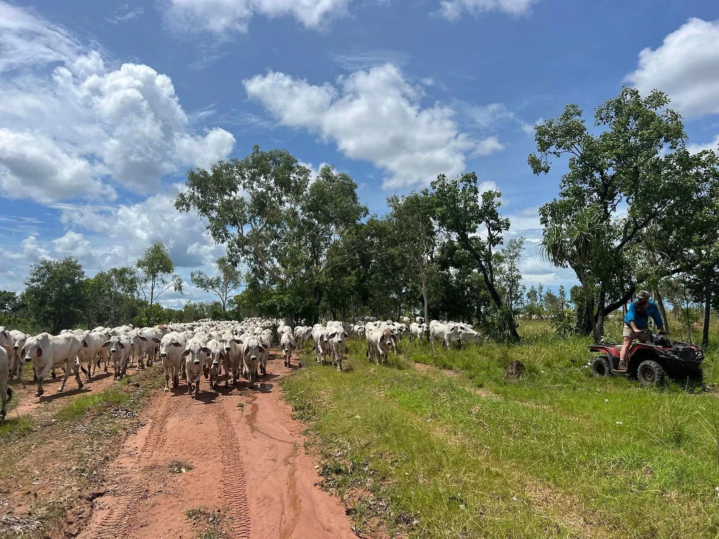 Dom_Cattle_Mustering_BH.jpg