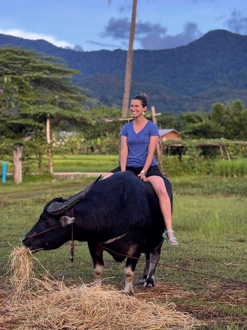 A woman in a blue shirt and black shorts riding a buffalo, which is eating hay in a rural area with green trees, mountains, and a blue sky in the background.