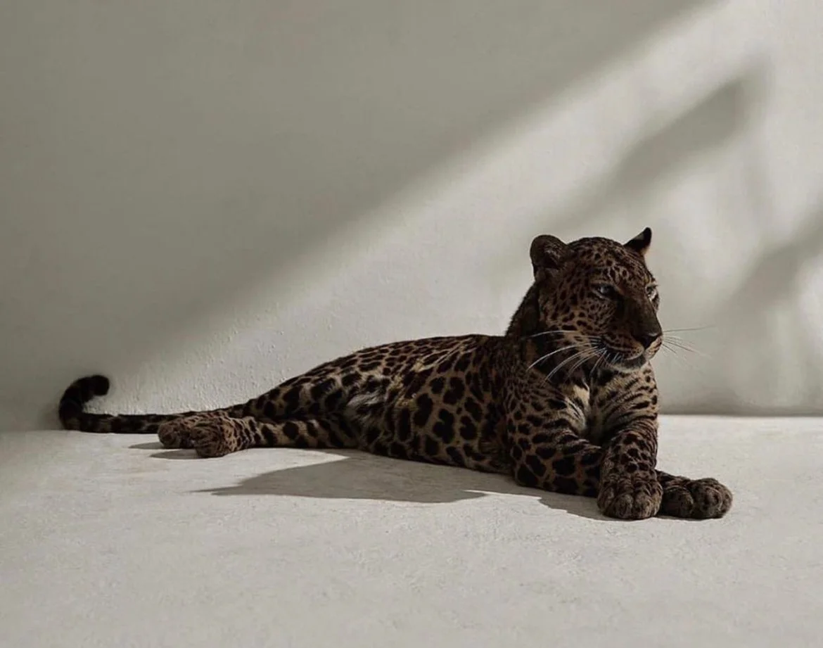 Un jaguar allongé sur une surface claire, avec des rayons de lumière traversant une paroi, créant des ombres sur le mur derrière lui.