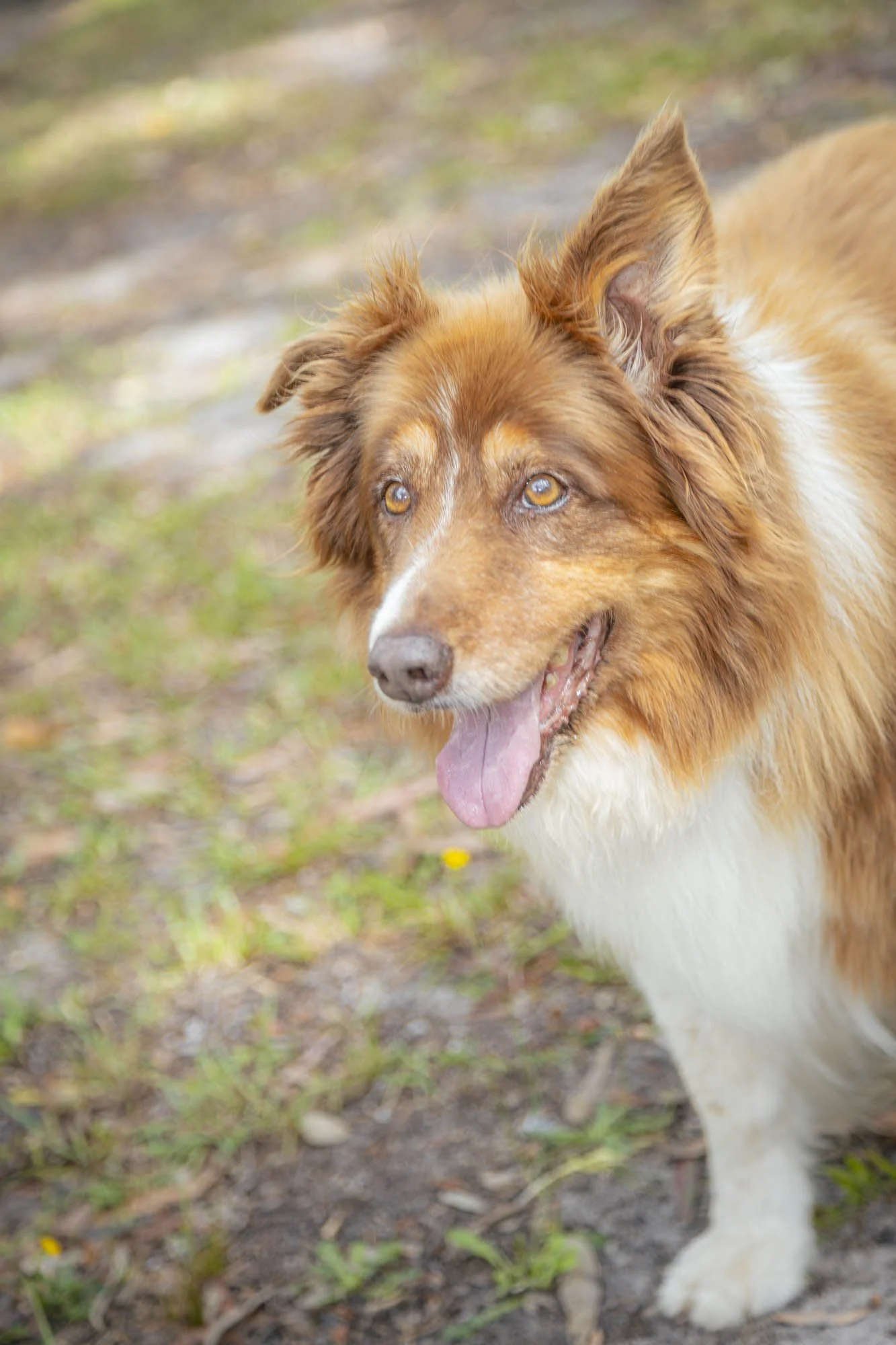 A happy, medium-sized dog with a reddish-brown and white coat, standing outdoors on grass and dirt, with its mouth open and tongue out.