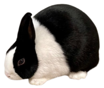 Dutch Rabbit Nigera About the Breed — dutchrabbit.com