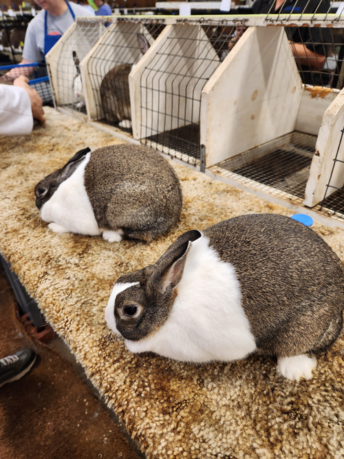 National Dutch Show — dutchrabbit.com