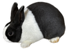 About the Breed — dutchrabbit.com