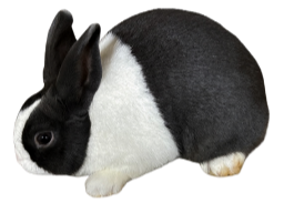 About the Breed — dutchrabbit.com