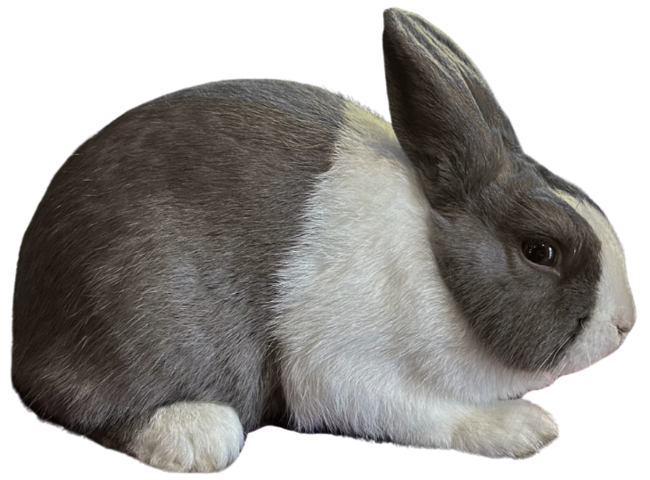 About the Breed — dutchrabbit.com