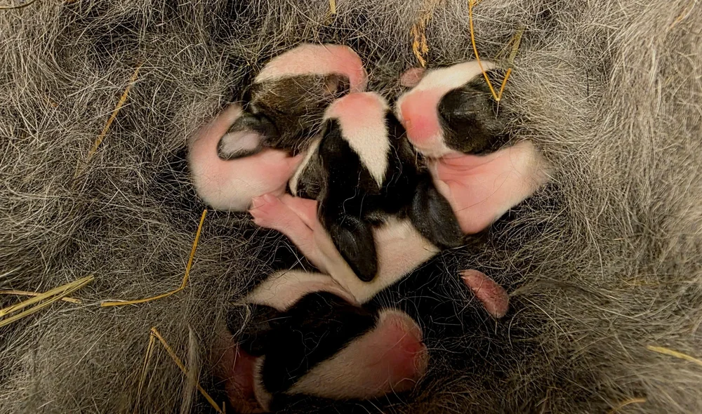 Breeders Directory — dutchrabbit.com