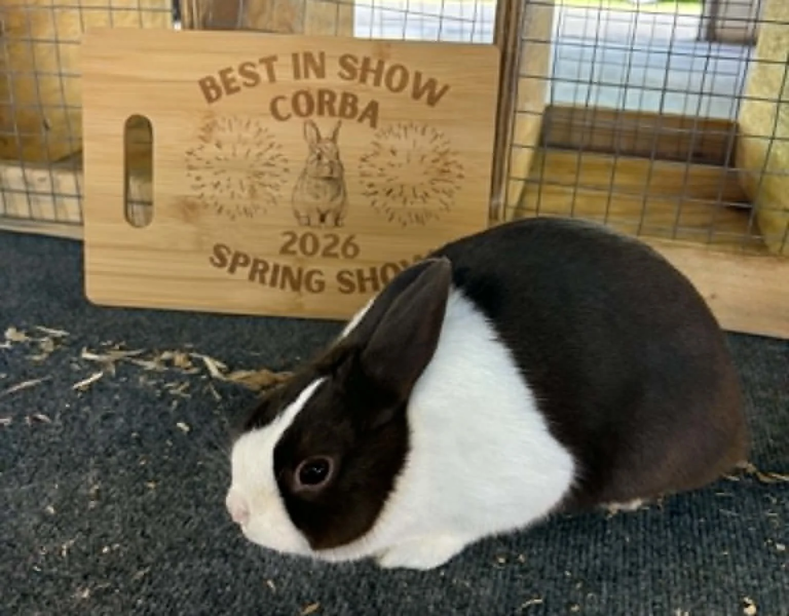 Open Best in Show - Red, White and Buns Rabbit Show B - May 31st, 2026 - Kevin Hooper -  #KC948 Chocolate Jr Doe