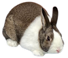 About the Breed — dutchrabbit.com
