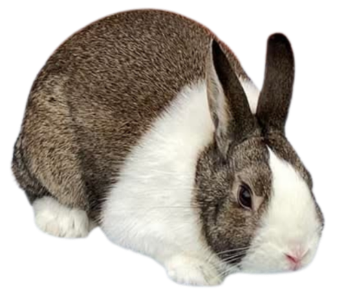 About the Breed — dutchrabbit.com