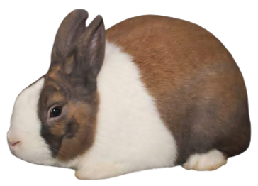 About the Breed — dutchrabbit.com