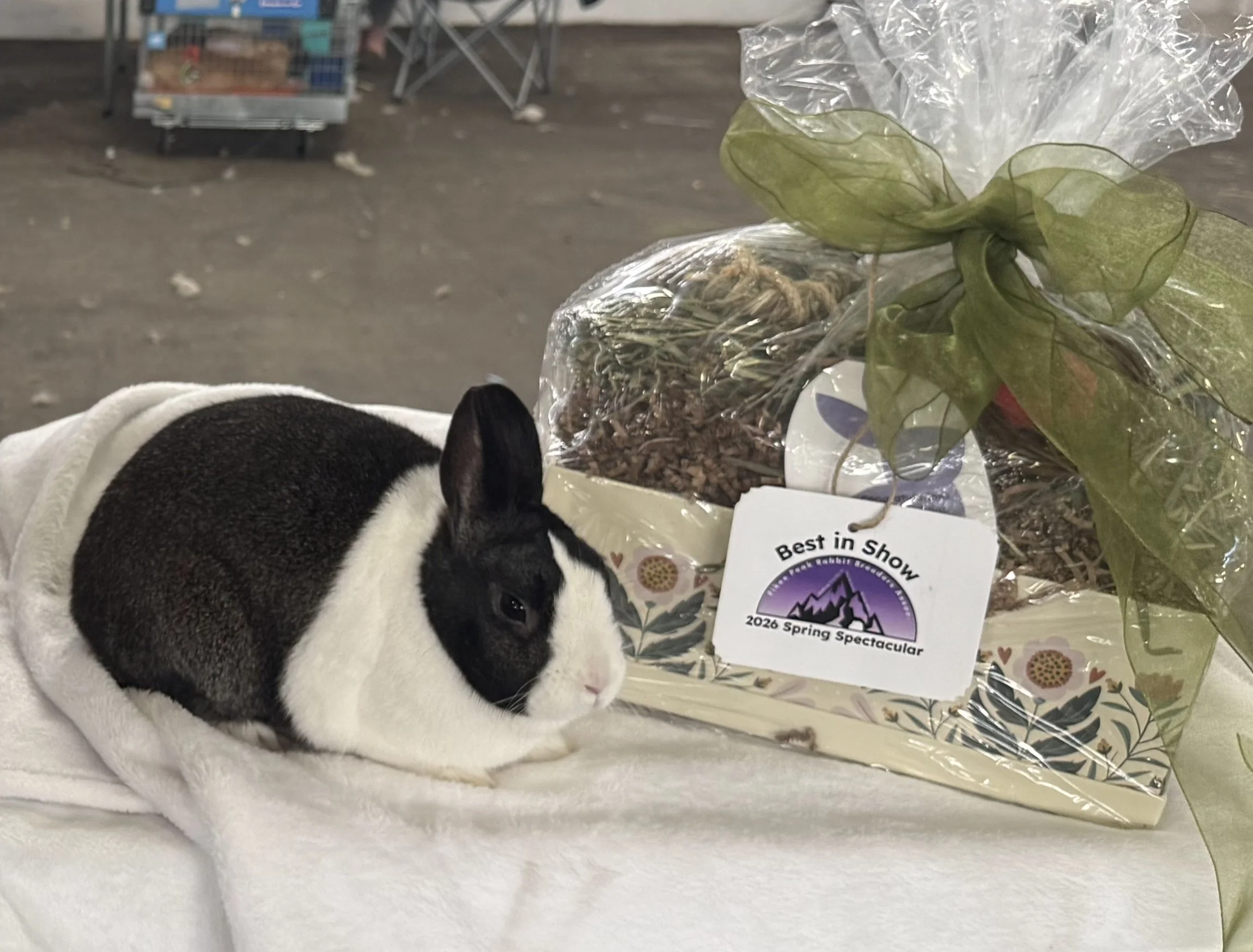 Youth Best in Show - Pikes Peak Rabbit Breeders Association - April 12, 2026 - Lily Hamilton - Steel Senior Doe #GH529