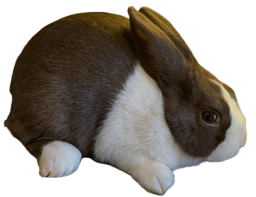 About the Breed — dutchrabbit.com
