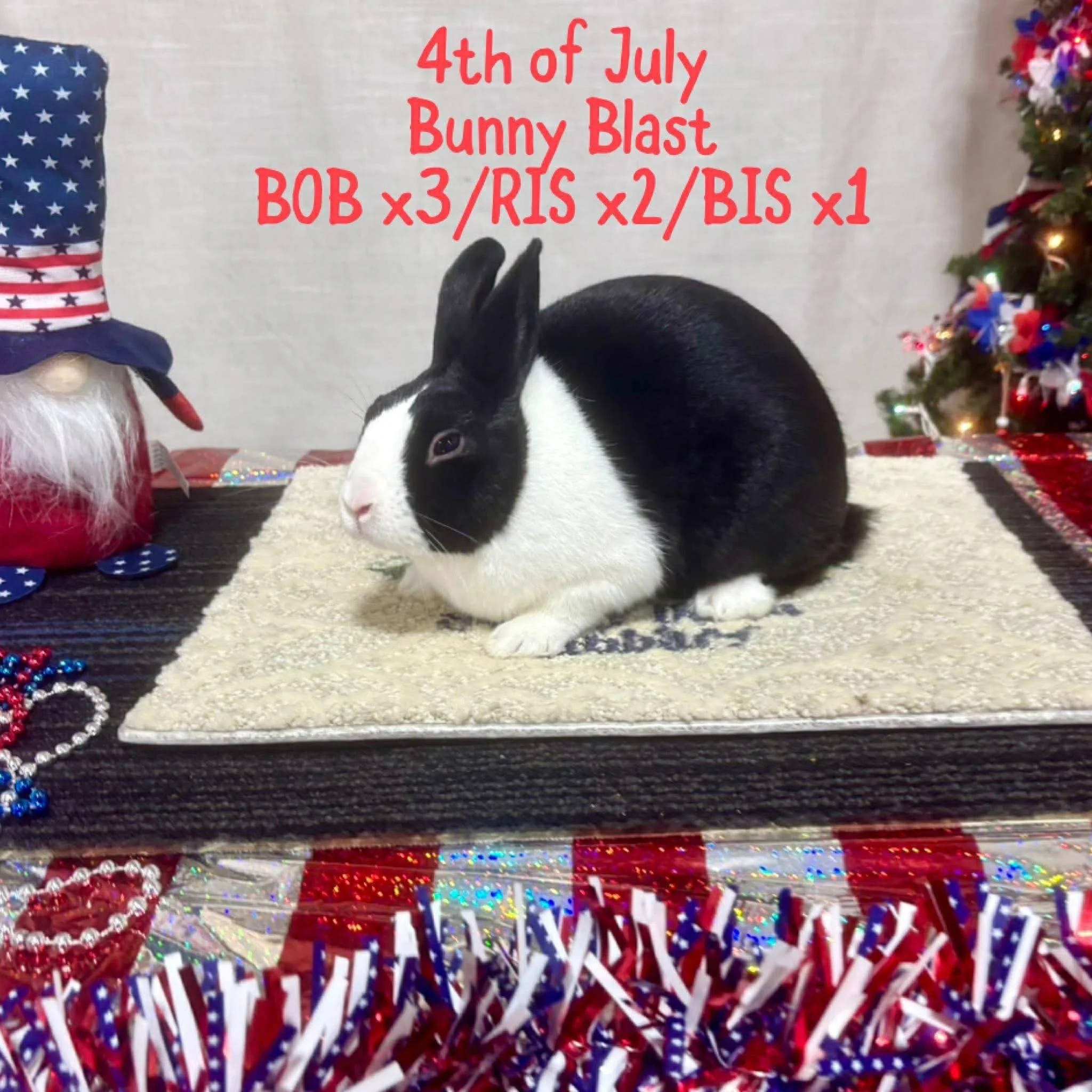 Youth - 1 Best in Show, 2 Reserve in Show - 4th of July Bunny Blast - 7/5/25 - Connersville, IN - Gabrielle Dunn - Black Sr Buck