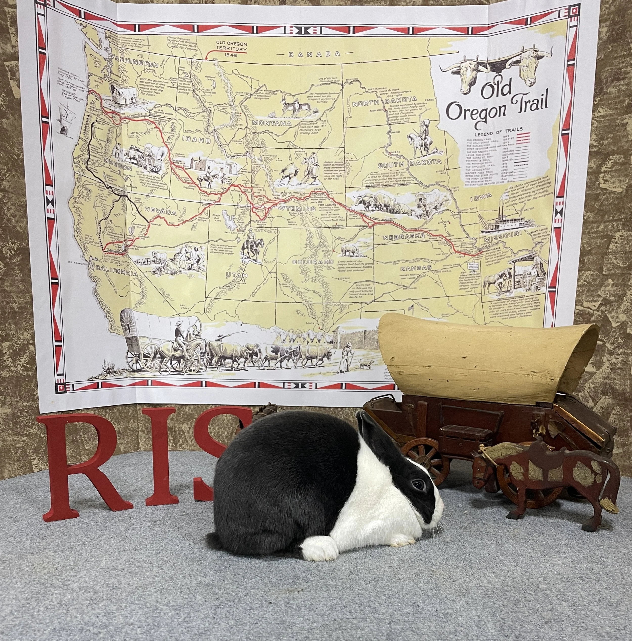 Youth Reserve in Show -  Cayuga Lake Rabbit & Cavy Festival Show D - March 1, 2026 - Auburn, NY - Emily Ralph - Blue Sr Doe #R106 RR's TANTRUM