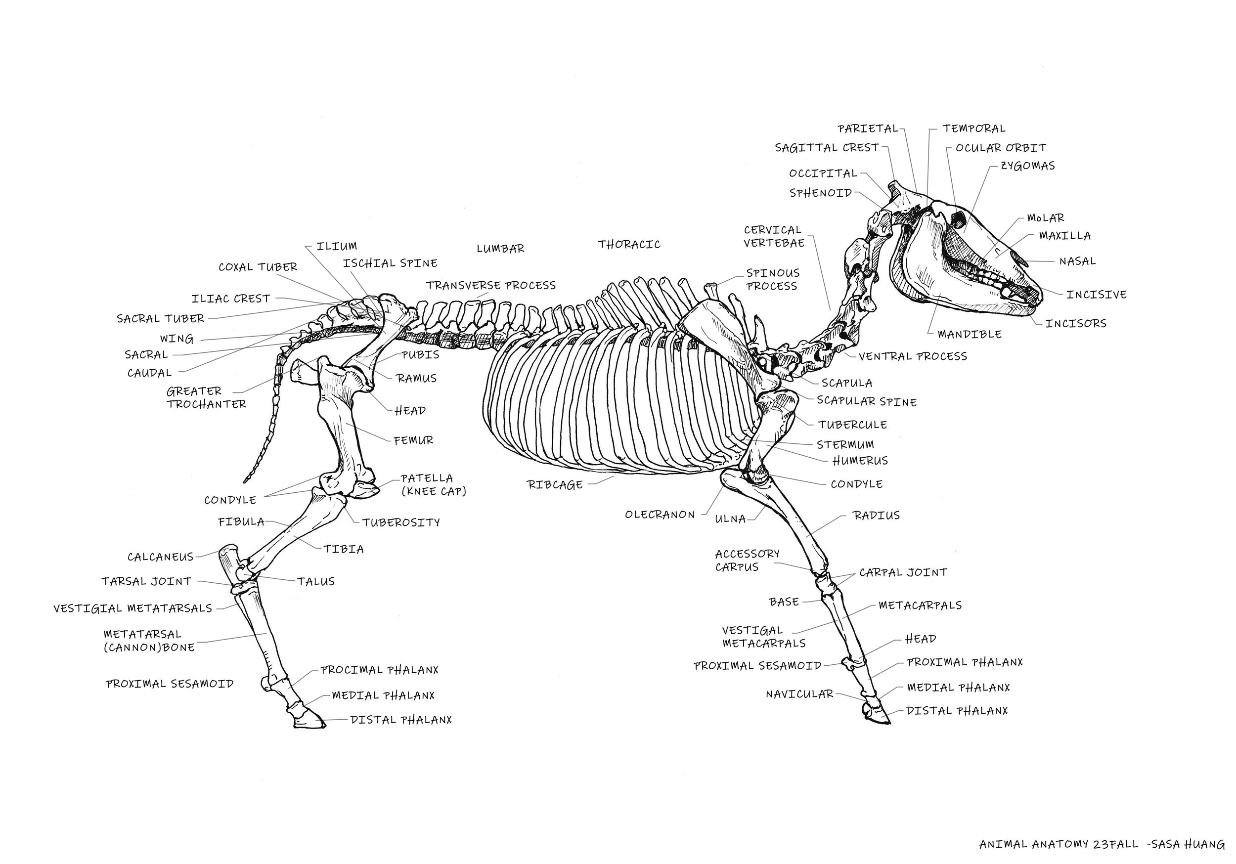 animal horse official.jpg