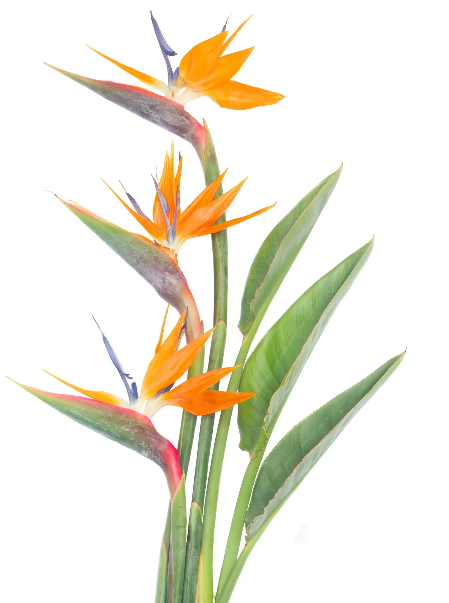 Three vibrant Bird of Paradise flowers with orange petals, purple accents, and green leaves on a white background.