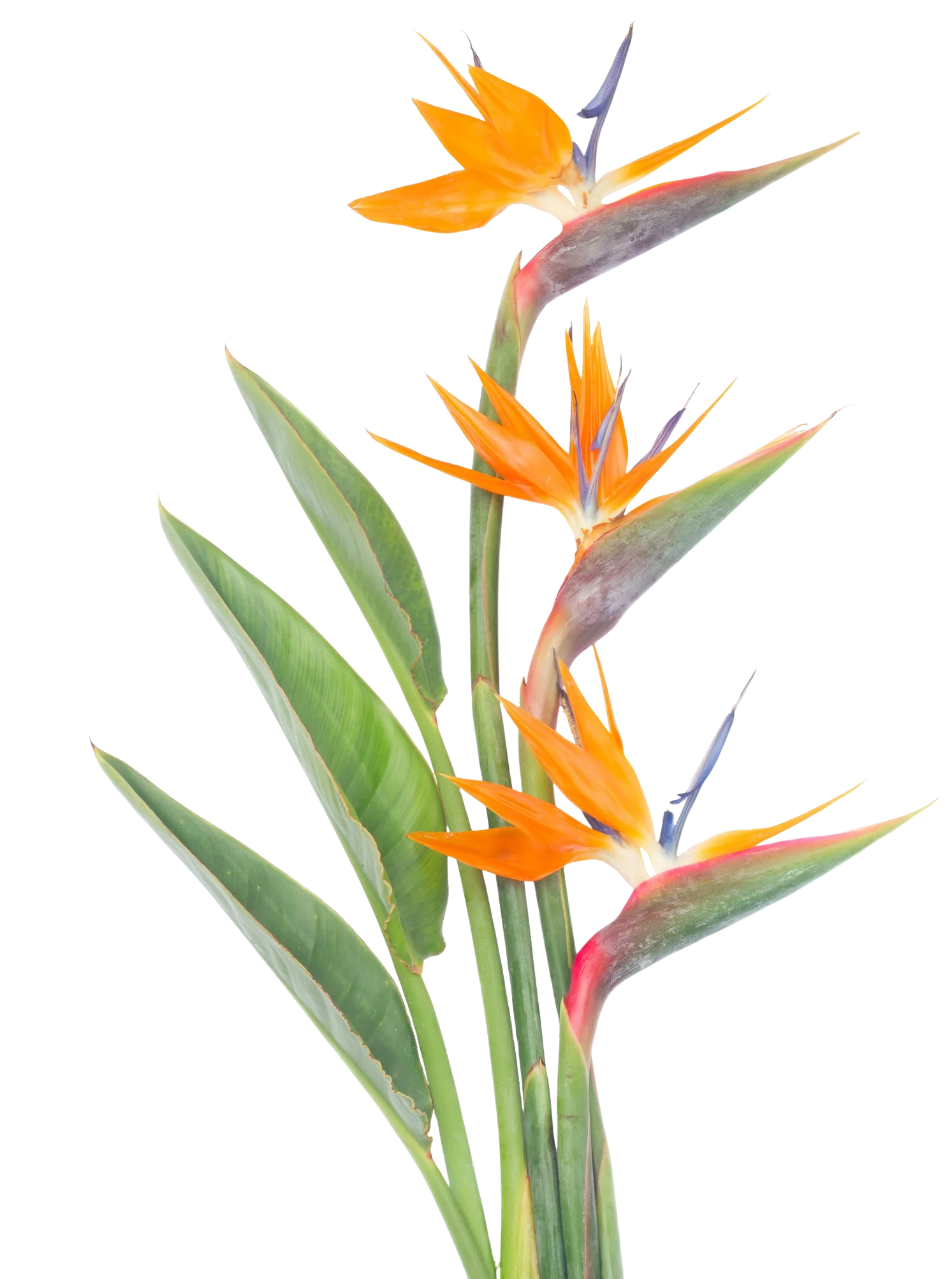 A bunch of orange and purple strelitzia flowers with green leaves.