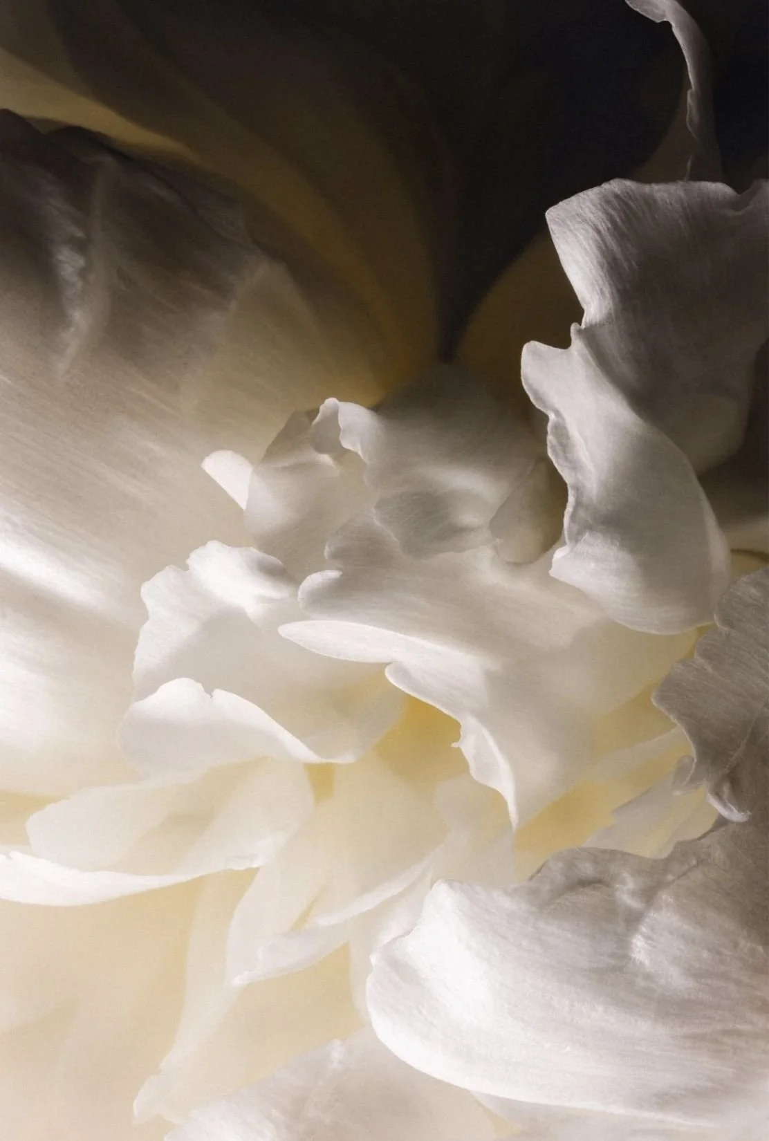 Close-up of white flower petals with soft lighting and gentle shadows.