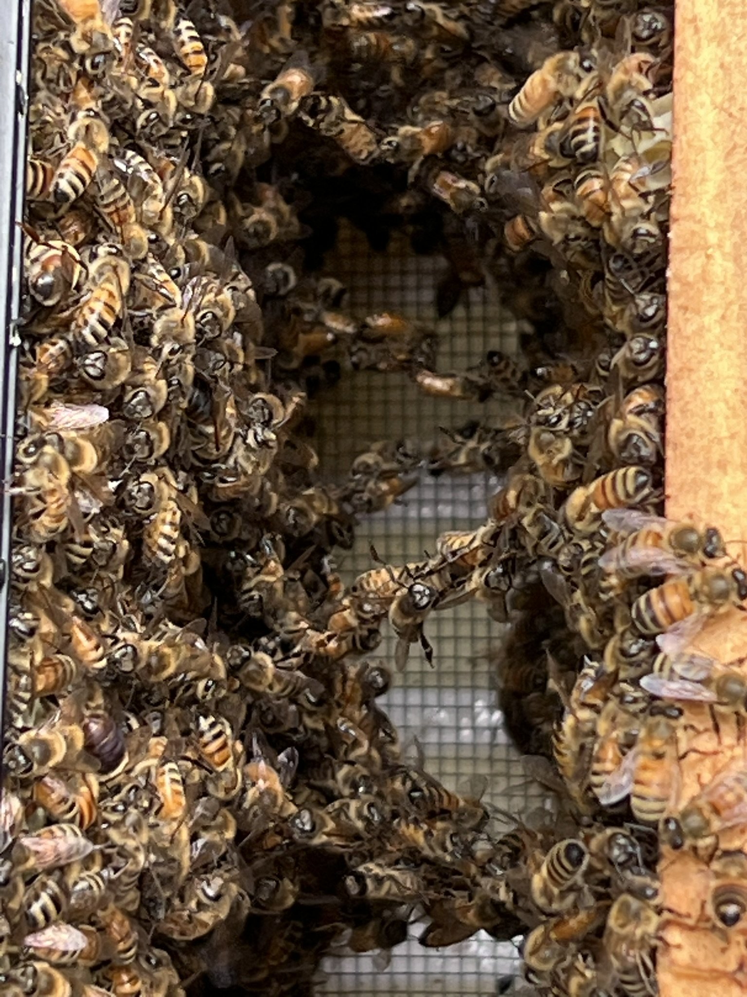A large group of honey bees clustered around the entrance of a hive, with some bees flying in and out.
