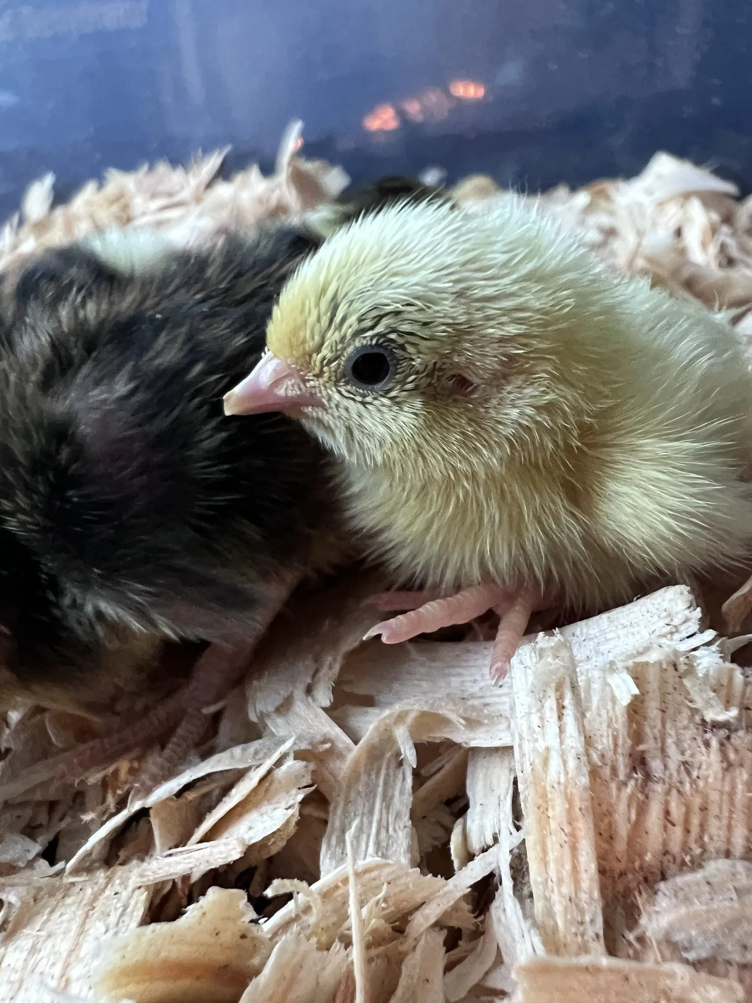 Close-up of two baby chicks, one yellow and one black, resting on shredded paper bedding.