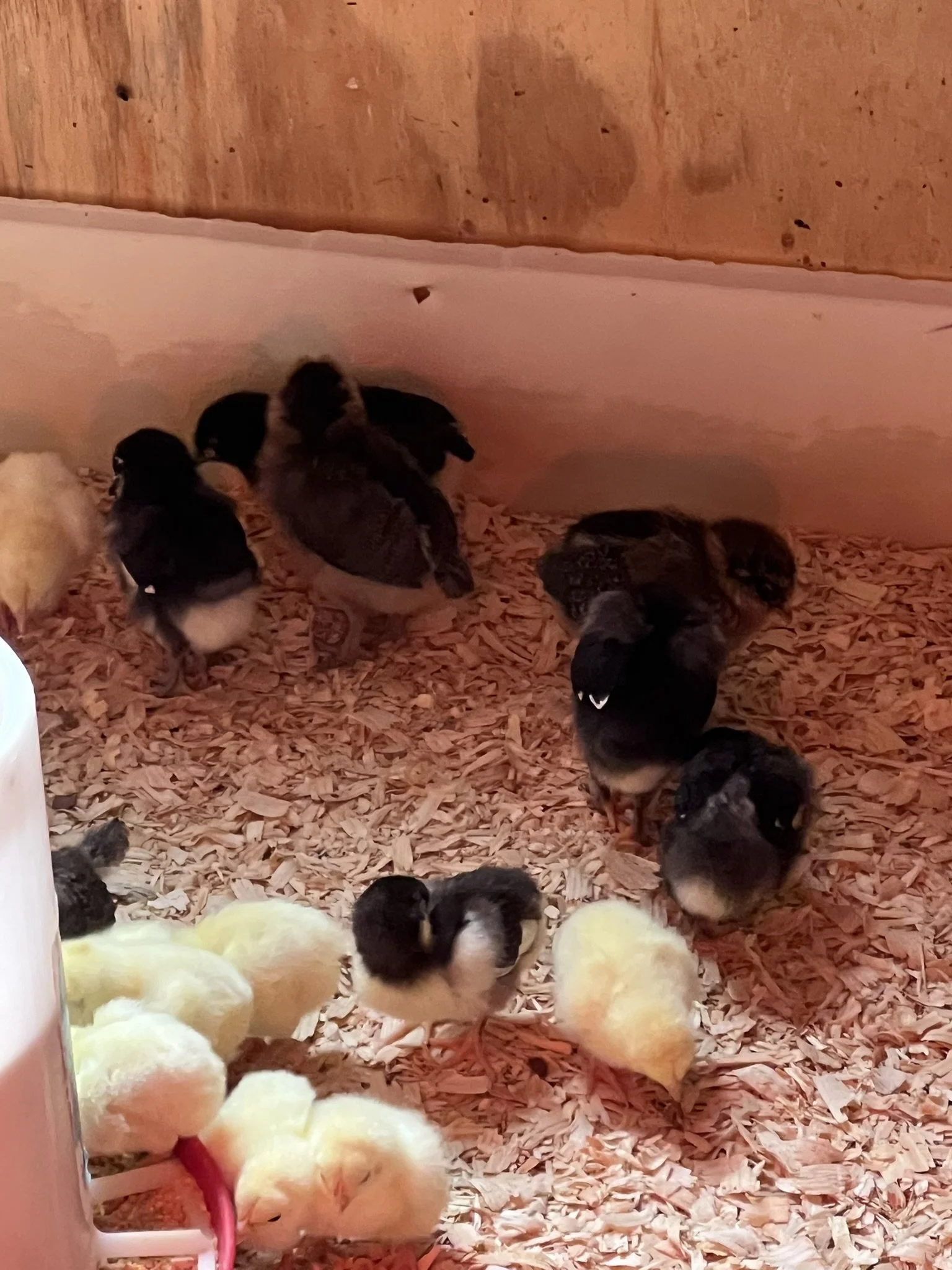 Multiple ducklings of various colors, including yellow, black, and mixed patterns, on wood shavings flooring inside a wooden enclosure.
