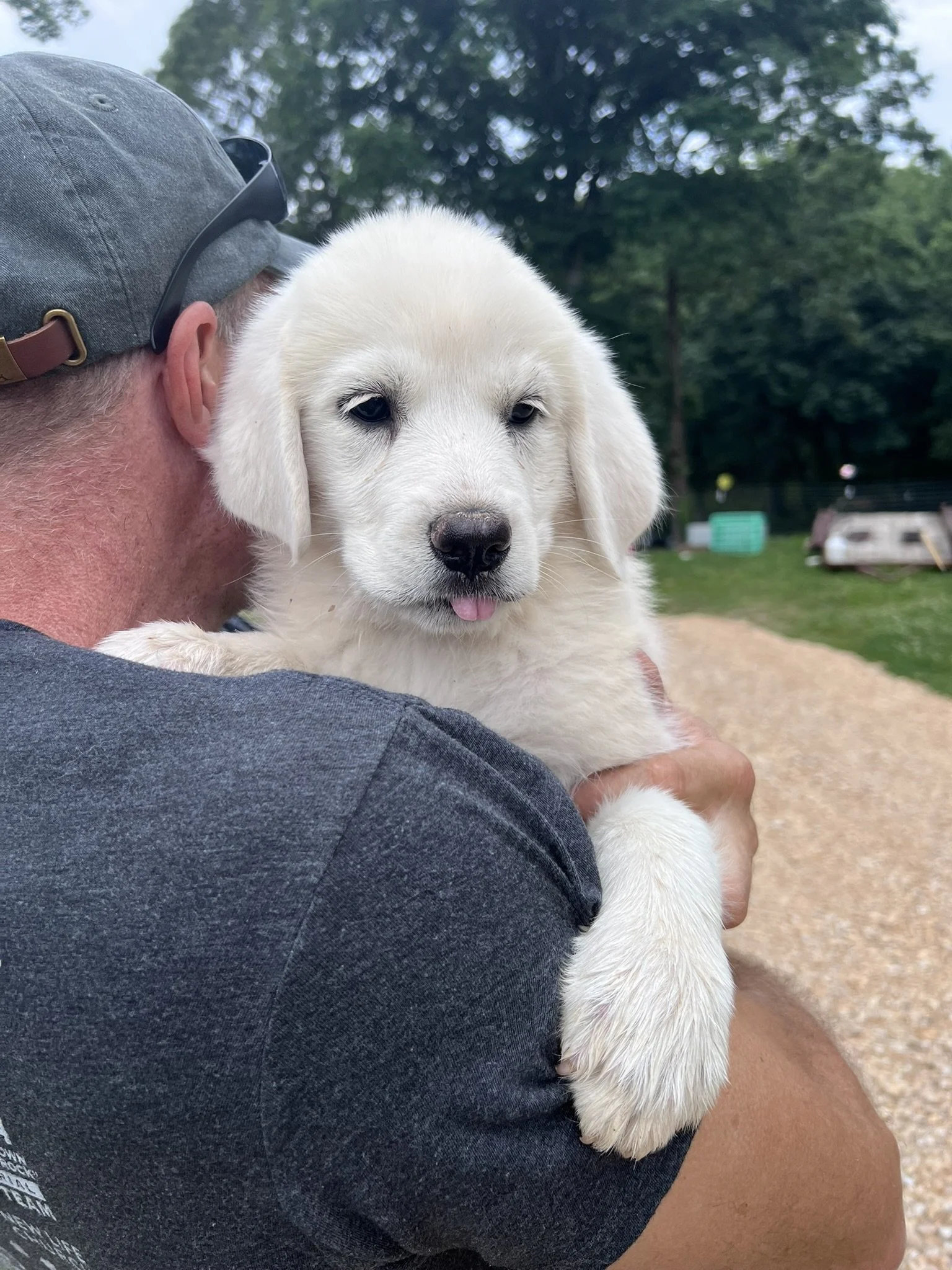 A person holding a fluffy white Labrador Retriever puppy outdoors on a cloudy day, with trees and a green structure in the background.