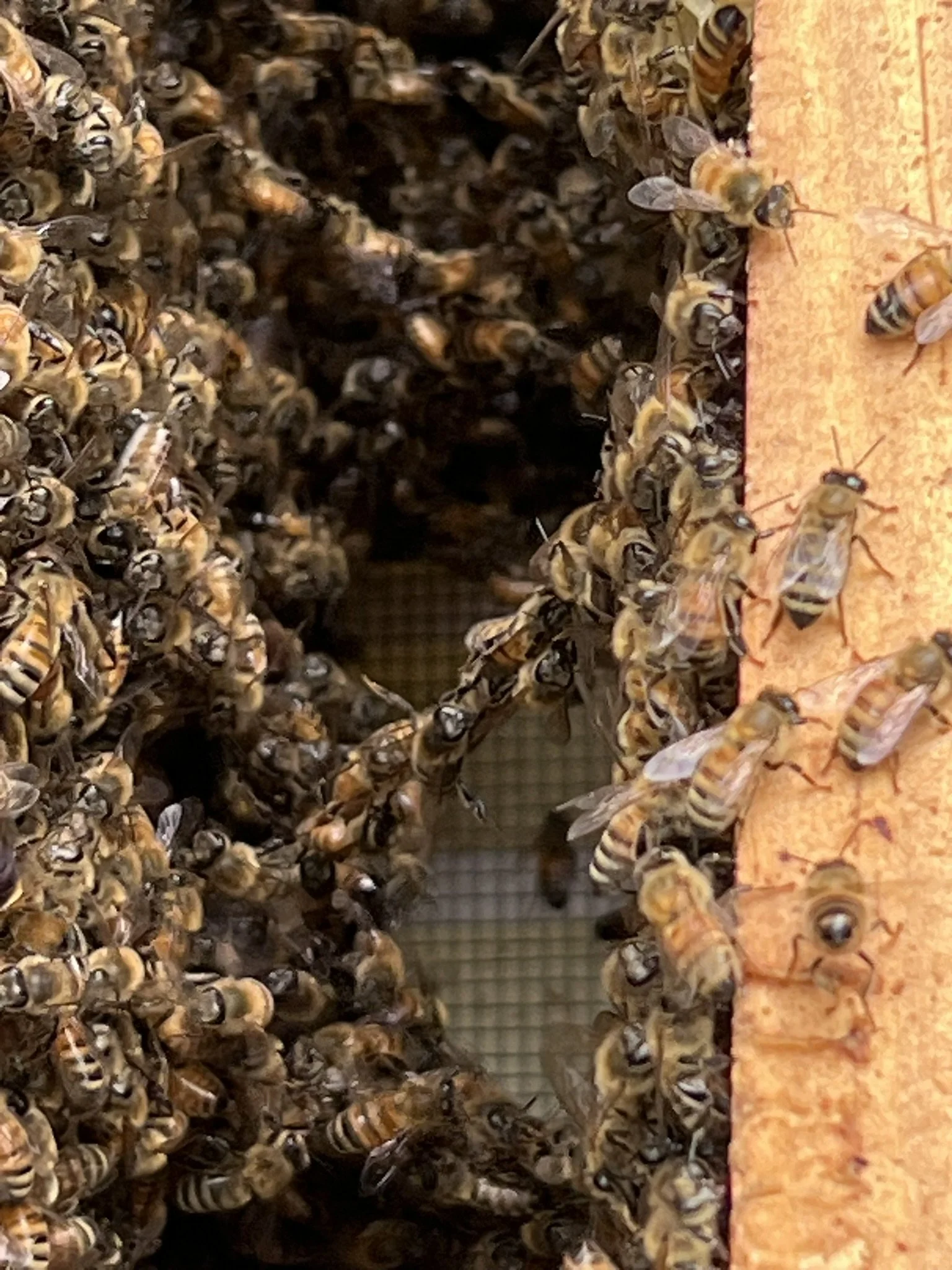 Close-up of a honeybee colony with bees clustered at the hive entrance, some on a wooden surface nearby.
