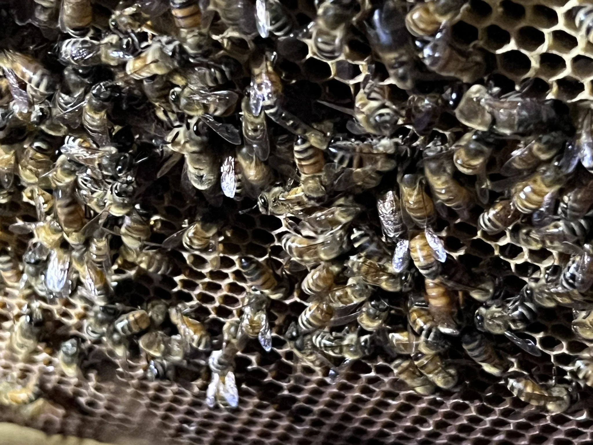 Close-up view of a honeycomb with active bees working on it.