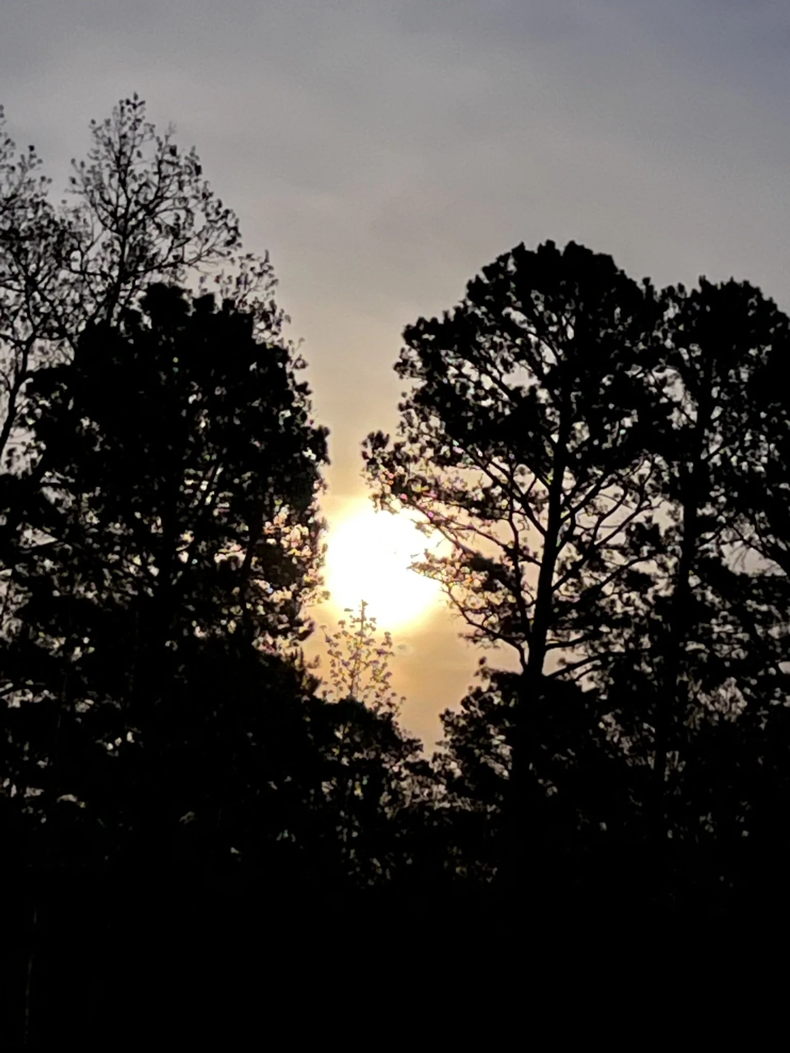 Silhouetted trees with the sun setting or rising behind them in the sky.