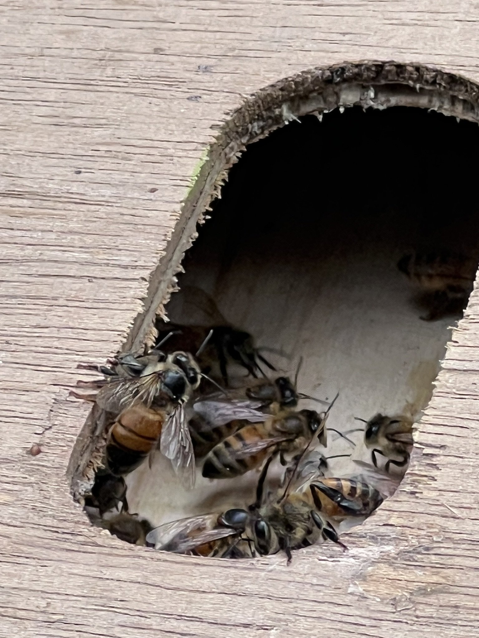 Bees entering a wooden bee house.