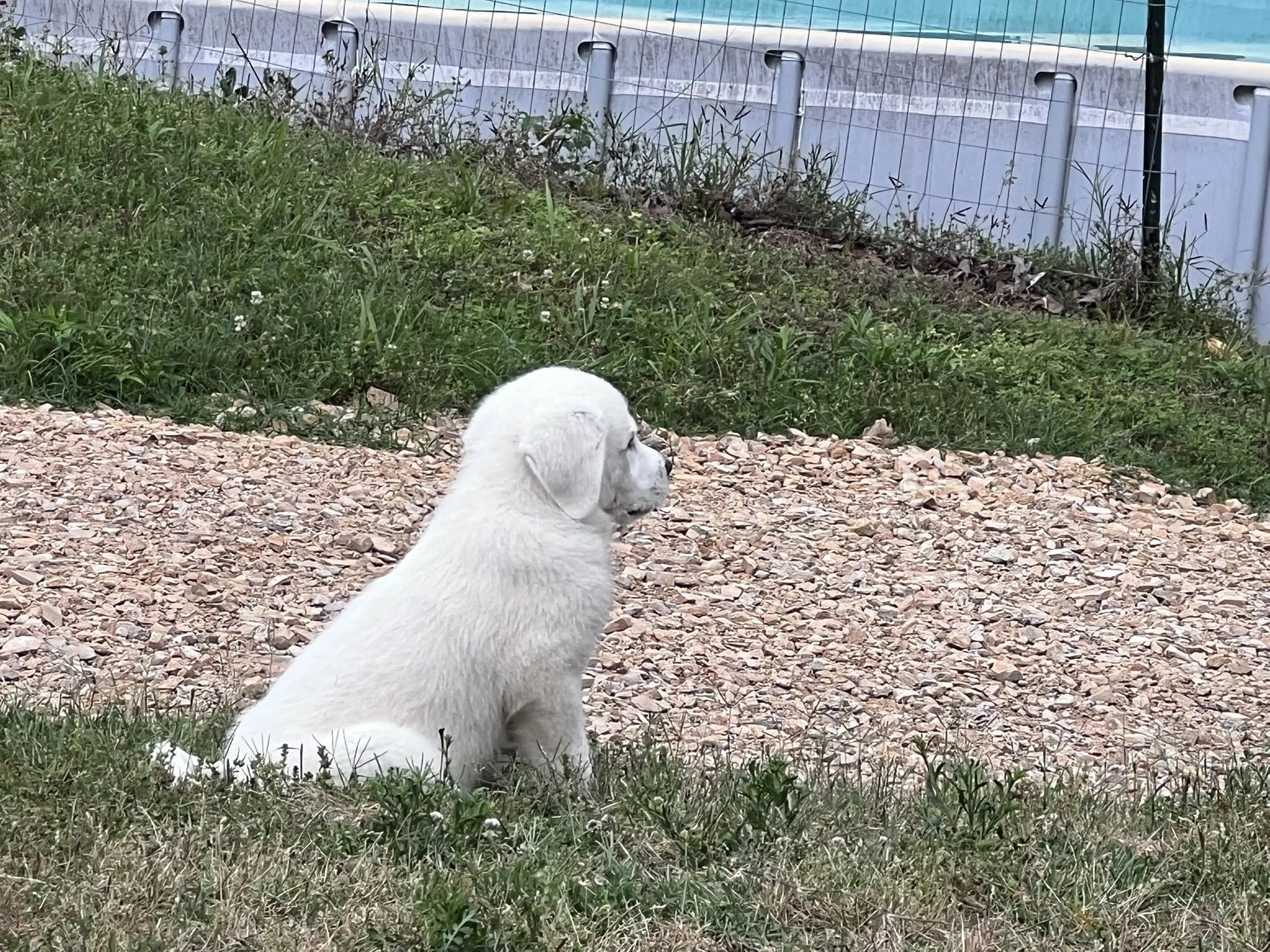 A white puppy is lying on a gravel surface near a grassy area with small white flowers. In the background, there is a pool with a plastic barrier and a concrete rim.