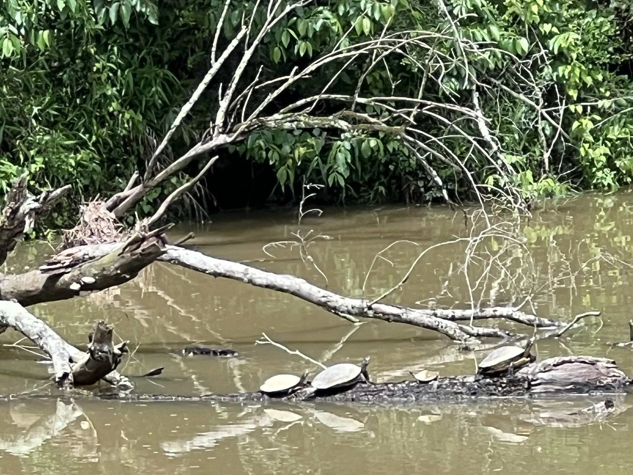 A riverbank with fallen tree branches and dense green foliage, reflecting in the water.