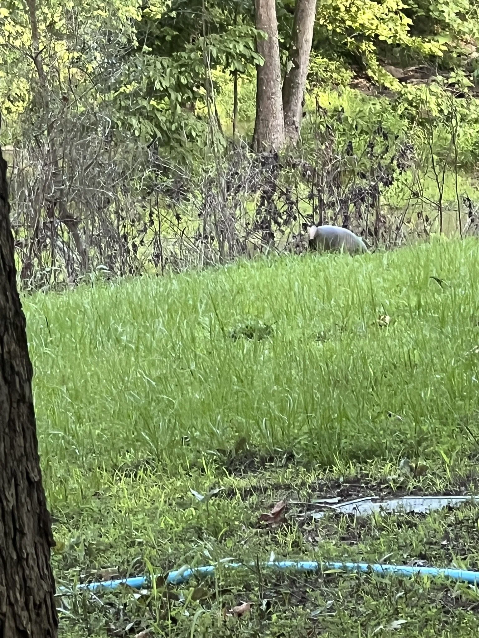 A small animal, possibly a raccoon, standing on the grass near a wooded area with trees and a body of water, a blue hose lying on the ground.