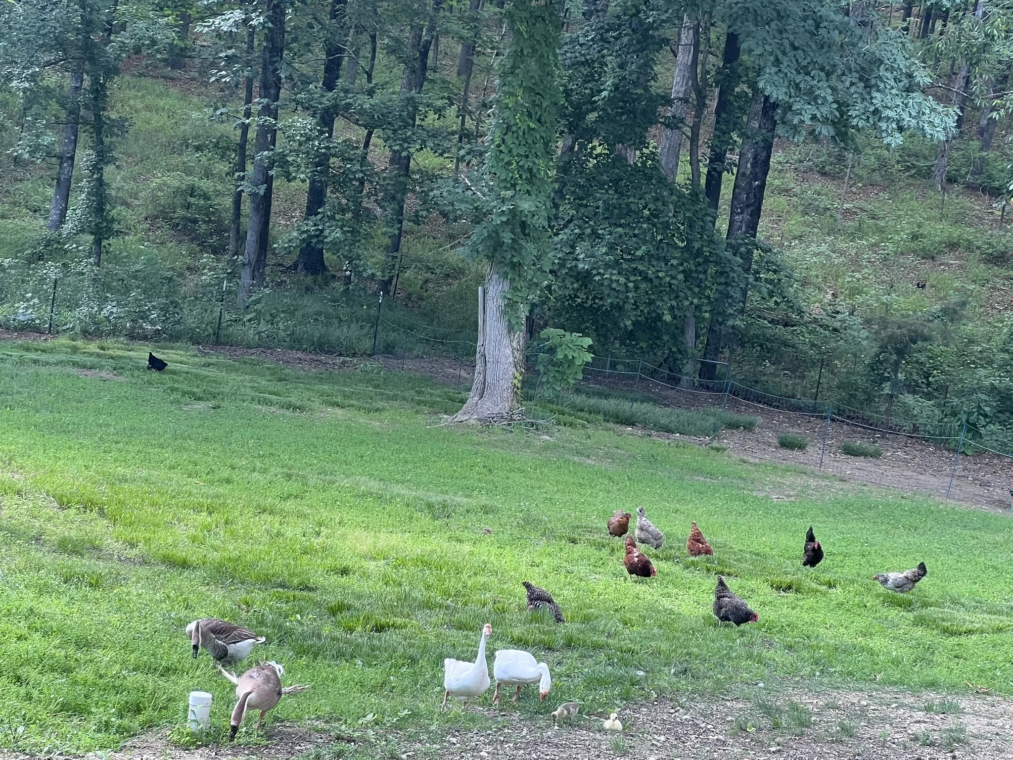 Green grassy area with chickens and ducks, and a wooded background with tall trees.