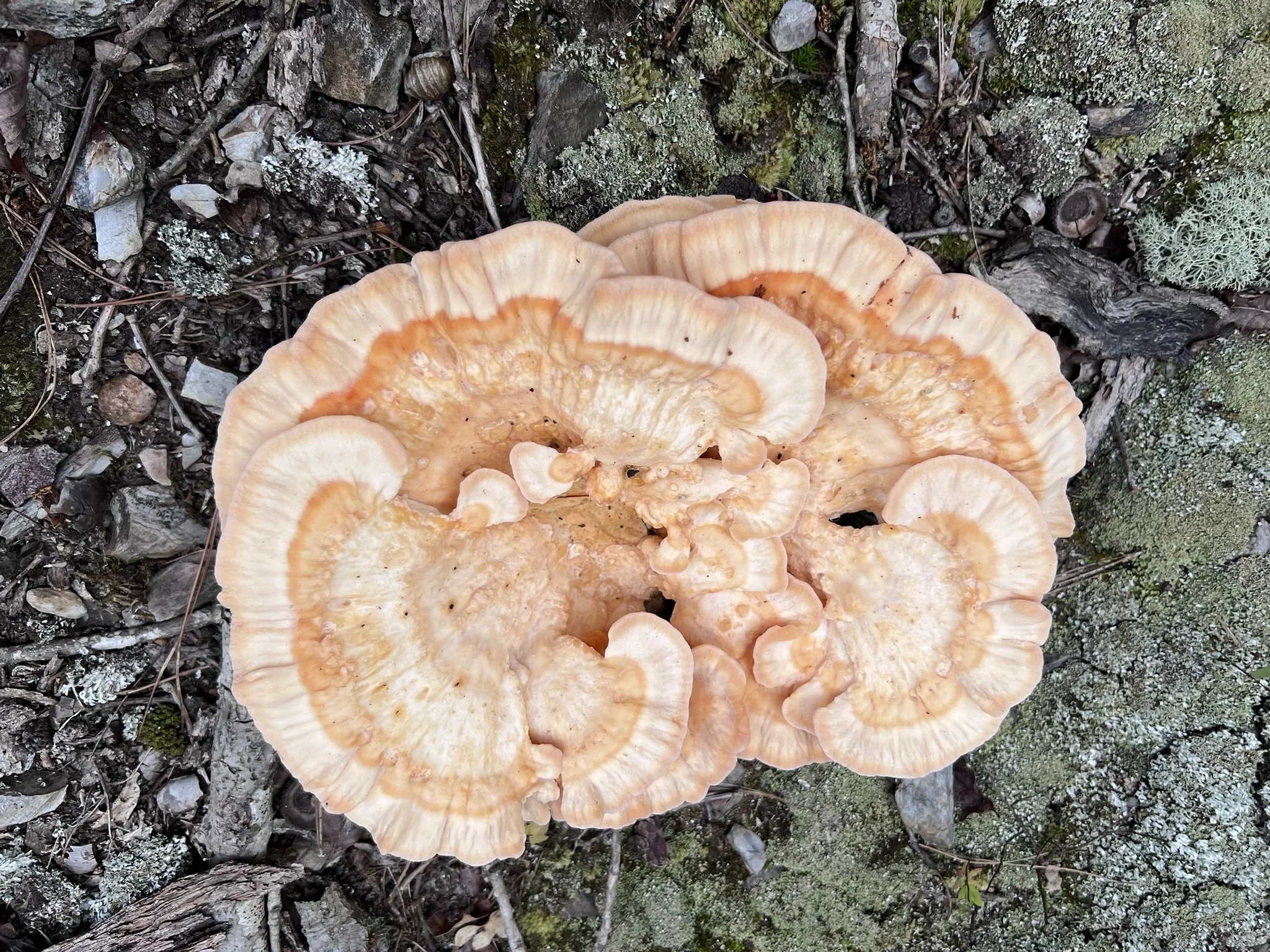 A large cluster of orange and cream-colored mushrooms growing on the forest floor, surrounded by moss, small rocks, twigs, and lichen.