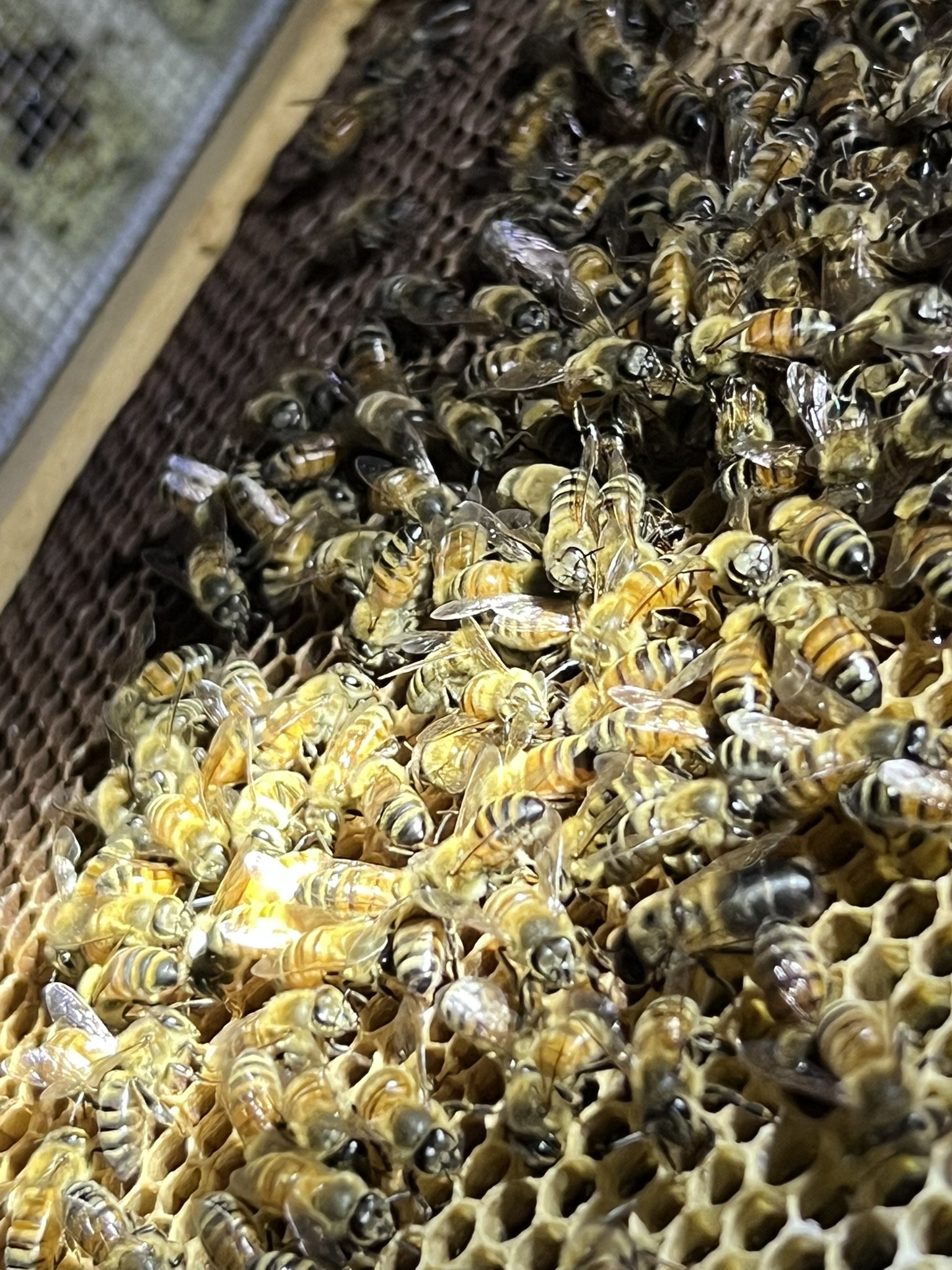 Close-up of a honey bee colony with bees clustered on honeycomb frames.