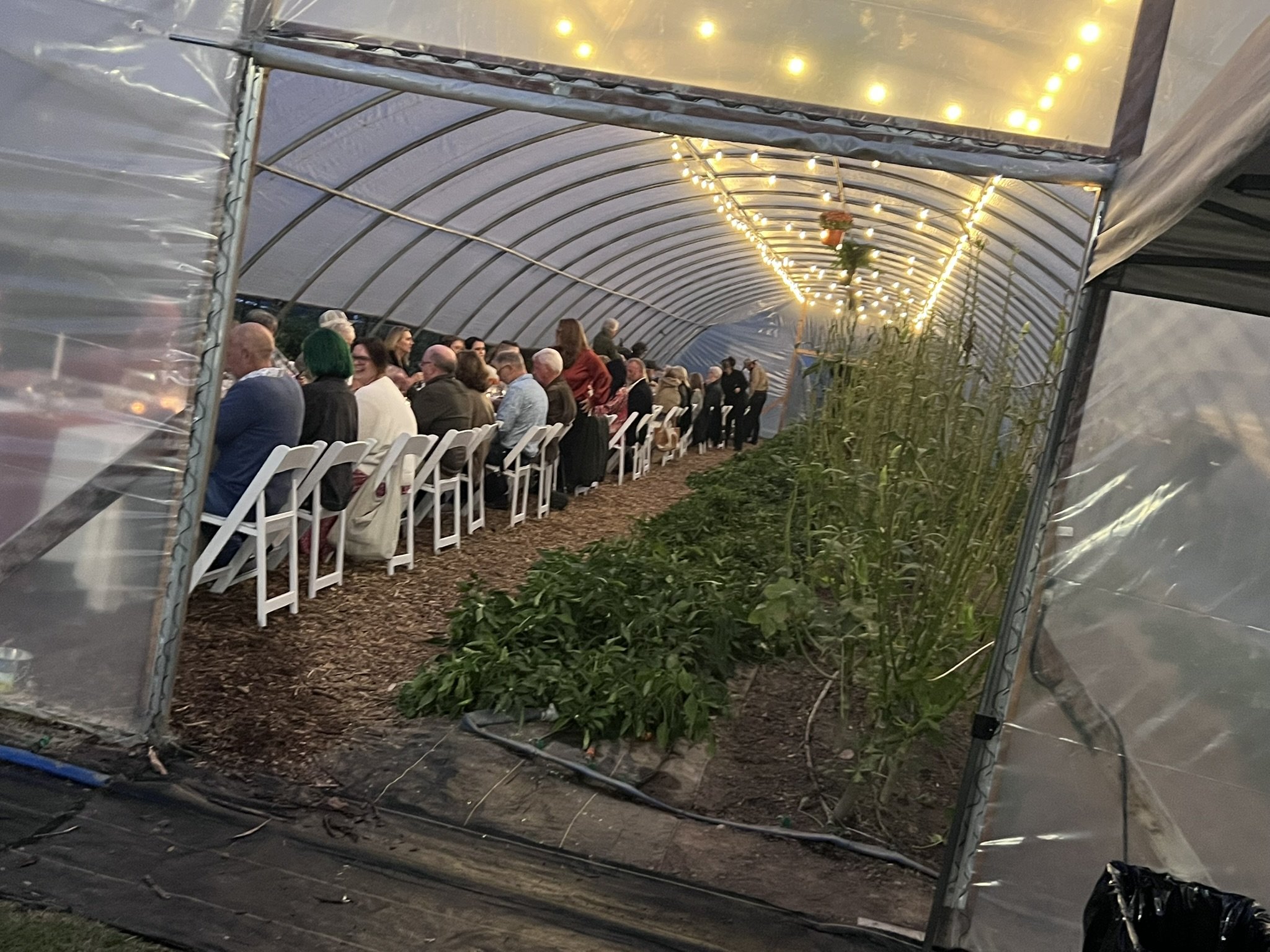 People gathered at an outdoor event in a greenhouse with string lights hanging from the arched roof, and plants on the side.