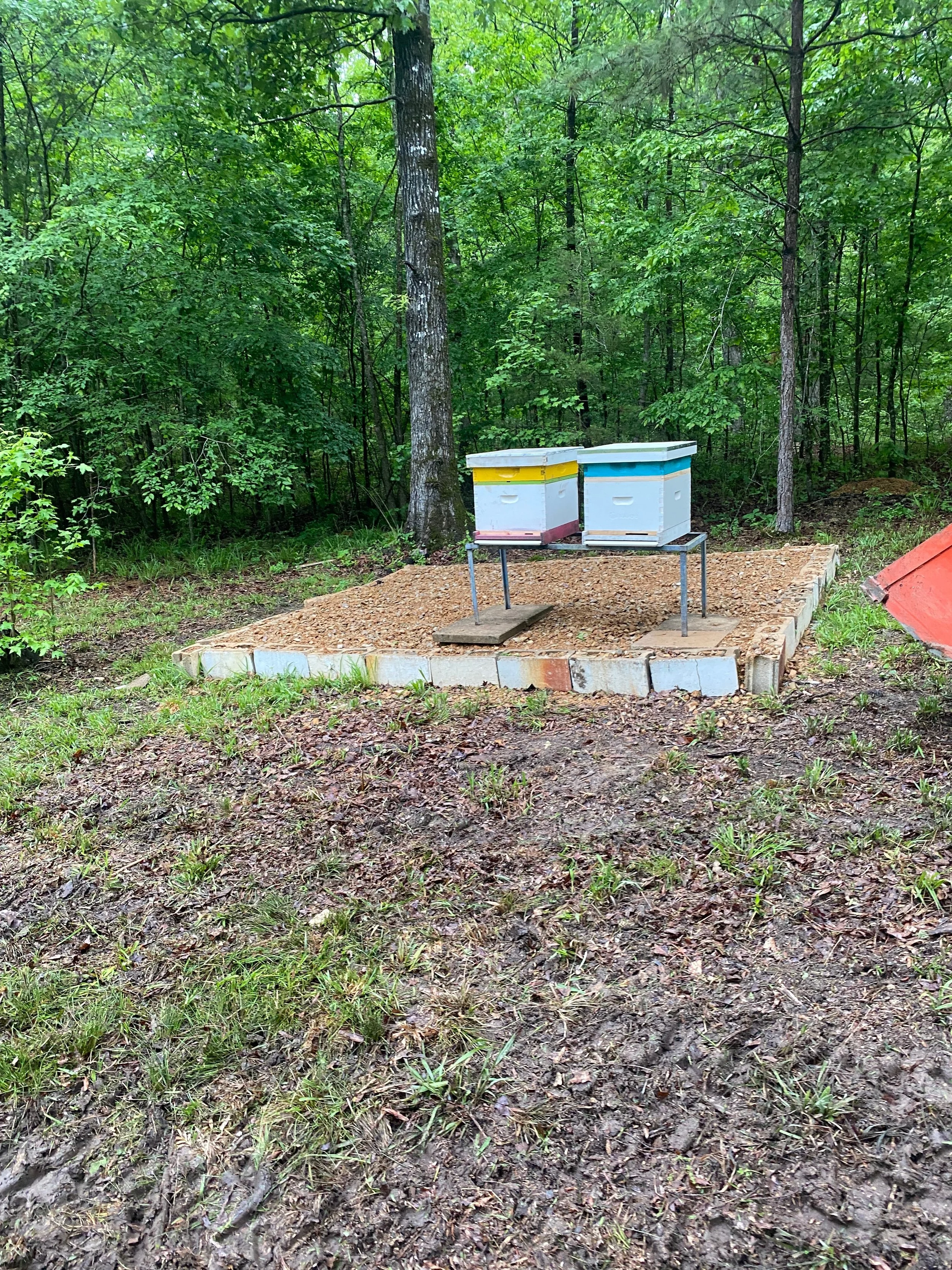 Three colorful beehives on a raised platform in a wooded outdoor area with lush green trees and a dirt ground.